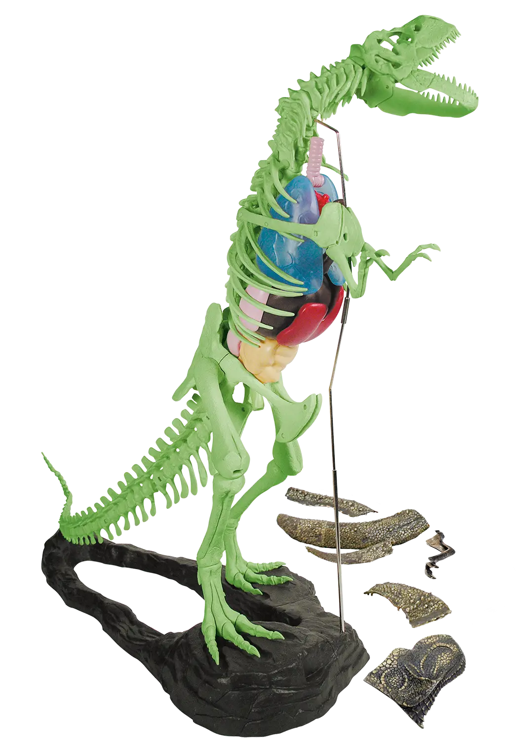 esqueleto01 esqueleto01